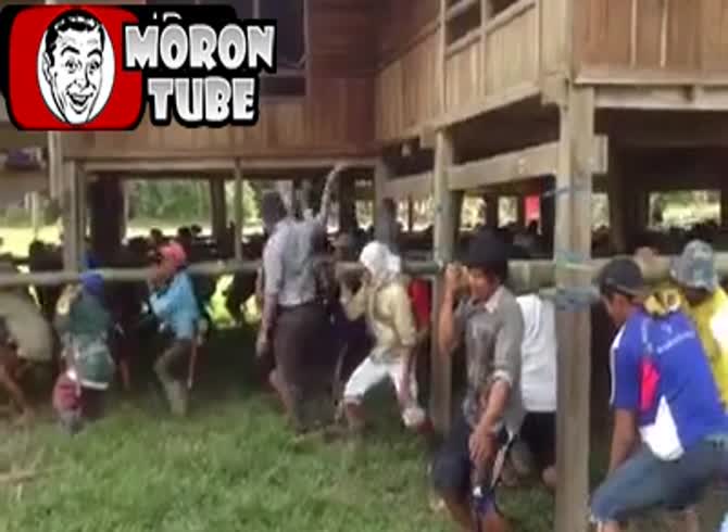 Video :In Indonesia, people move a complete home, demonstrating the power of numbers